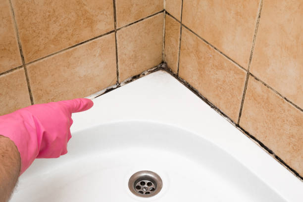 Best Crawl Space Mold Removal  in Reidsville, NC